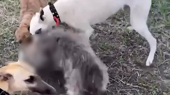 Video----------Imagini-ocante-Un-tnr-care-i-a-asmuit-cinii-de-vntoare-asupra-unui-alt-animal-s-a-ales-cu-dosar-penal