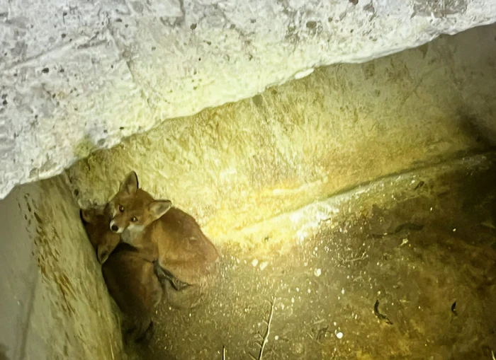 Video----------Operaiune-de-salvare-n-Giurgiu-Pompierii-au-scos-doi-pui-de-vulpe-dintr-un-canal-dezafectat-