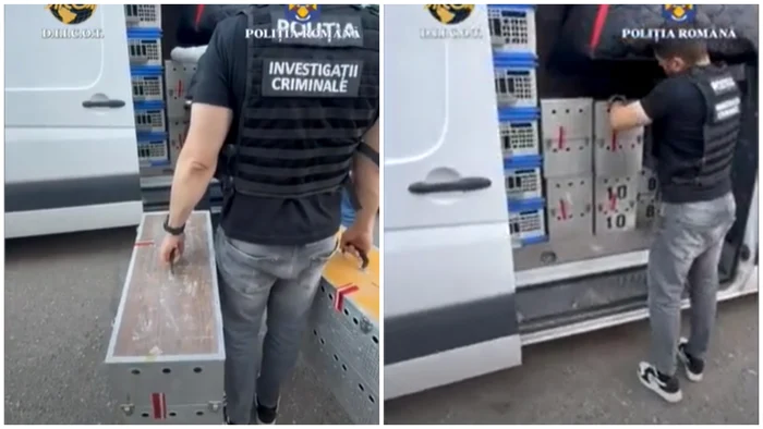 Video----------Zeci-de-porumbei-valoroi-de-concurs-furai-din-Belgia-au-fost-gsii-n-Mehedini-Prejudiciul-este-estimat-la-22-milioane-de-euro