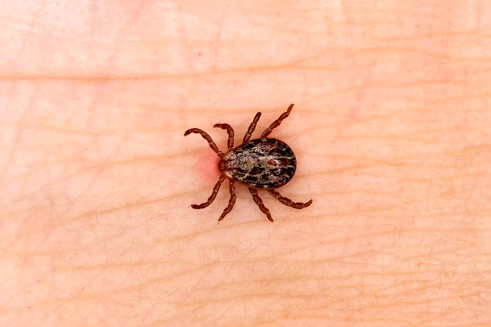 ---------Zeci-de-persoane-au-ajuns-la-spital-dup-mucturi-de-cpue-Cum-te-poi-feri-de-insectele-periculoase