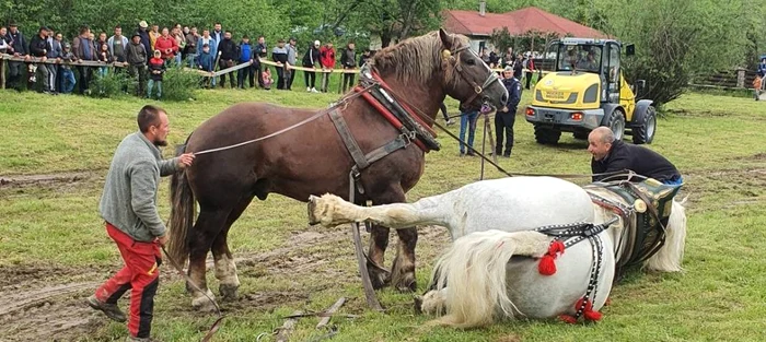---------Ancheta-n-cazul-calului-mort-la-festivalul-de-la-Cormaia-a-fost-preluat-de-Parchet-Cercetri-pentru-uciderea-animalelor-i-pentru-schingiuire