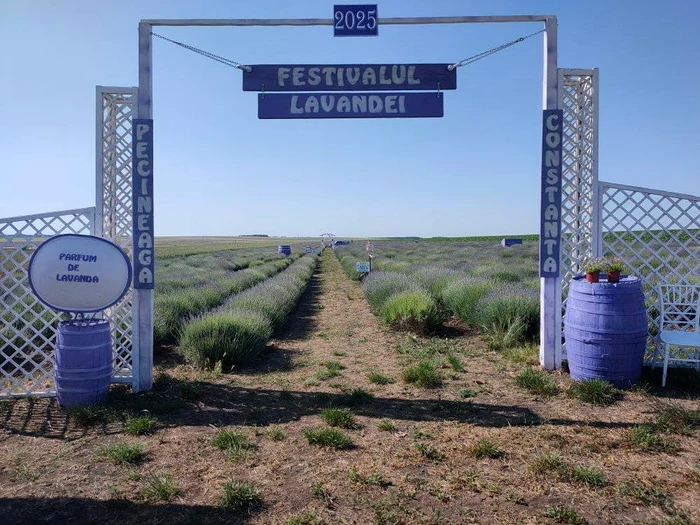 ---------Festivalul-Lavandei-Pecineaga-o-evadare-perfect-n-inima-naturii-i-ocazia-unei-edine-foto-profesionale-unice