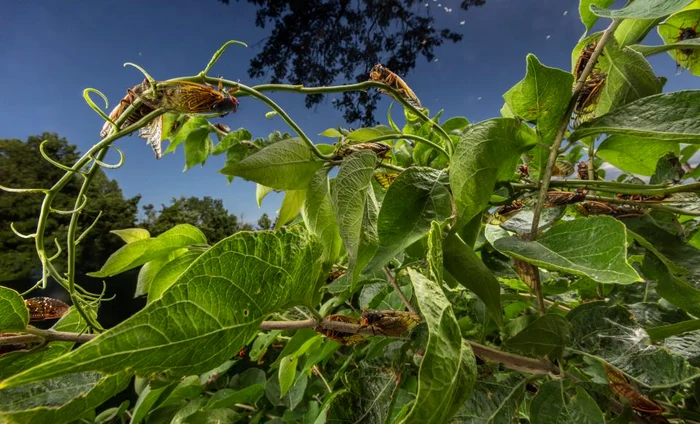 ---------Insecte-misterioase-n-Bucureti-Ct-de-periculoase-pot-deveni