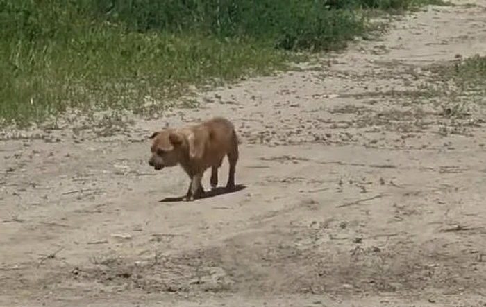 Video----------Amend-record-pentru-un-brbat-care-a-abandonat-un-cine-n-staiunea-Mamaia