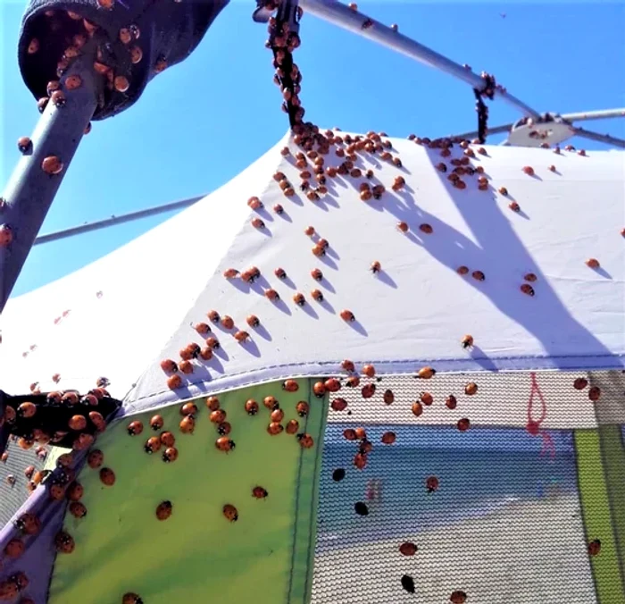 Video----------Grgriele-au-invadat-plajele-din-Mamaia-spre-disperarea-turitilor-Ce-spun-biologii
