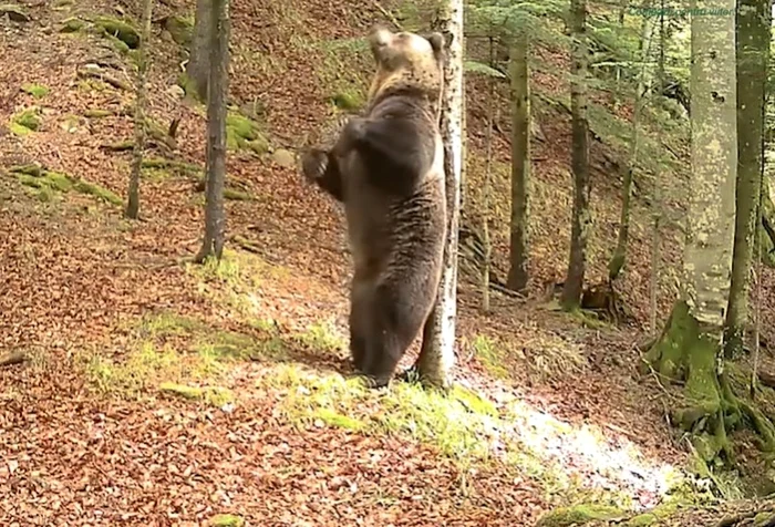 Video----------Imagini-amuzante-cu-un-urs-care-l-imit-pe-Baloo-i-se-scarpin-de-un-copac-Spectacol-n-faa-camerelor-video-ale-Romsilva