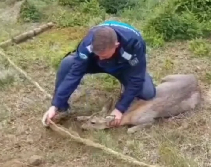 Video----------Intervenie-emoionant-O-cprioar-prins-ntr-o-plas-a-fost-salvat-de-jandarmii-montani