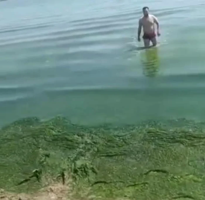Video----------Turitii-dezgustai-de-algele-de-pe-plajele-din-Mamaia-i-Constana-Mi-e-scrb-s-intru-n-mare