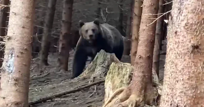 Video----------eful-unui-ocol-silvic-din-judeul-Arge-rnit-grav-de-un-urs-Animalul-i-a-terorizat-pe-localnici