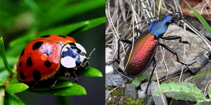 ---------Insectele-pot-auzi-sunetele-plantelor-i-le-evit-pe-cele-zgomotoase-Studiul-care-i-a-uimit-pe-cercettori