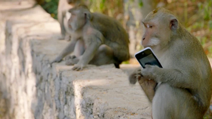 -----------Organizaie-criminal-condus-de-maimue-Fur-telefoane-i-le-schimb-pe-fructe
