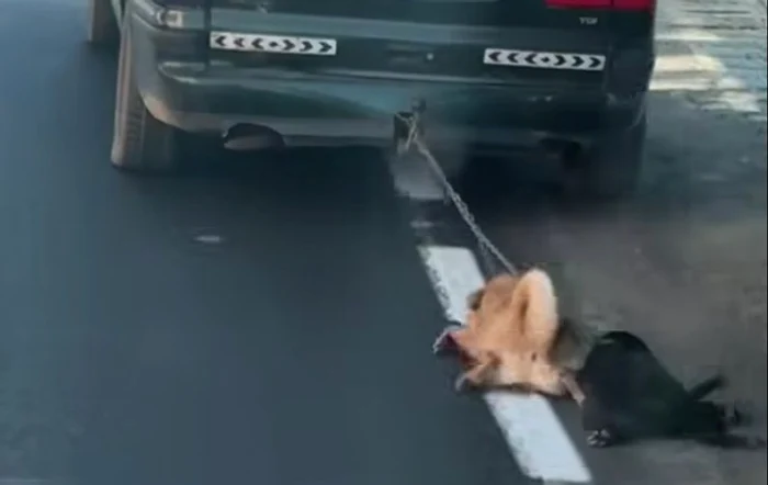 Video----------Scene-greu-de-privit-Un-tnr-care-i-a-trt-cinii-cu-lanul-de-main-acuzat-de-schingiuirea-animalelor-Cum-i-a-justificat-actul-de-cruzime