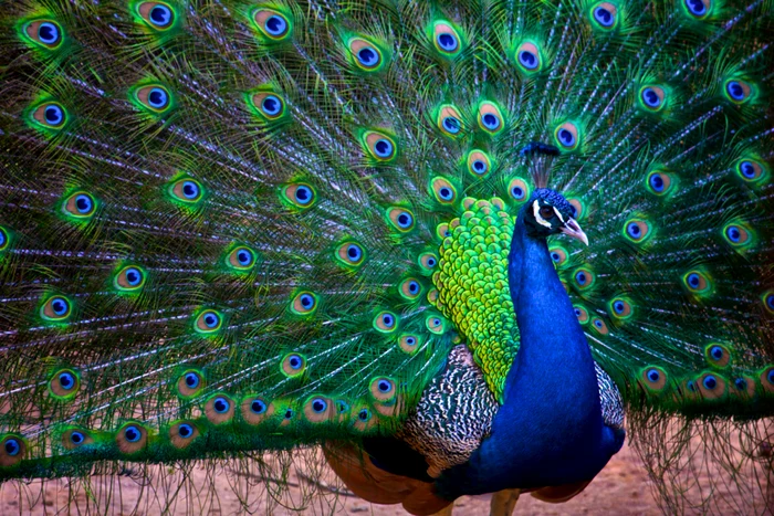 ---------Punii-i-pot-transforma-penele-cozii-n-adevrate-lasere-O-descoperire-remarcabil-n-lumea-animal