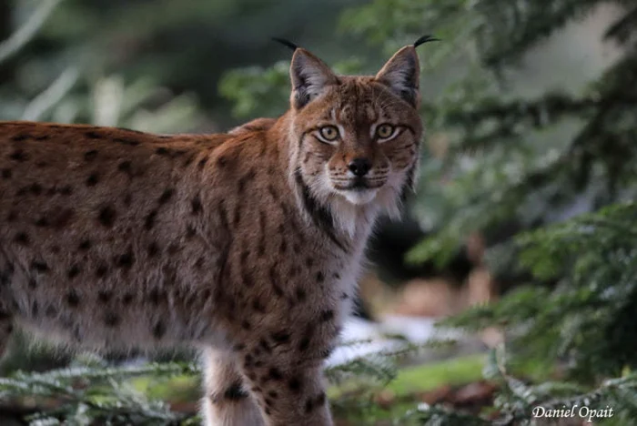 ---------Un-rs-umbl-liber-pe-strzile-din-Flticeni-dup-ce-proprietarul-l-a-scpat-din-les-Jandarmeria-Suceava-caut-animalul-i-emite-recomandri-