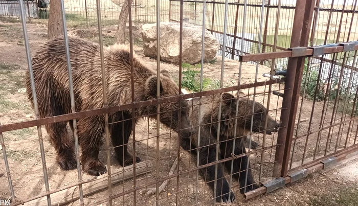 Video----------Grdin-zoologic-ilegal-descoperit-n-Dmbovia-Animalele-erau-inute-n-cuti-iar-taxa-de-intrare-era-de-50-de-lei