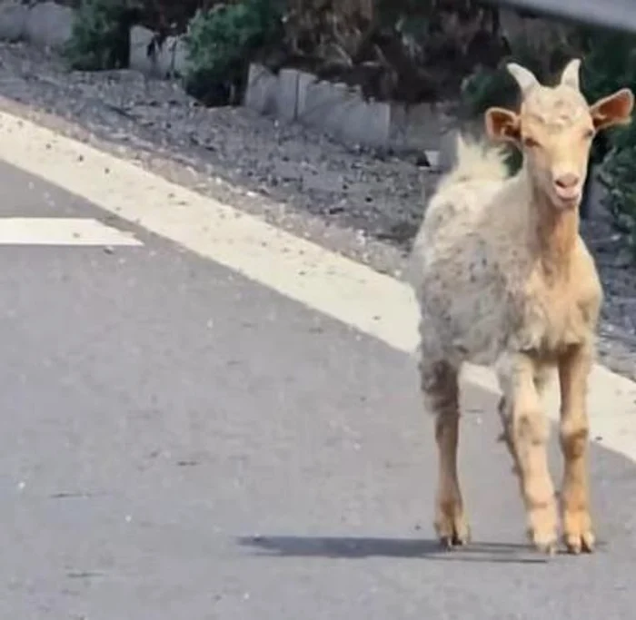 Video----------Turm-de-iezi-la-promenad-pe-autostrada-A1-Circulaia-rutier-a-fost-blocat