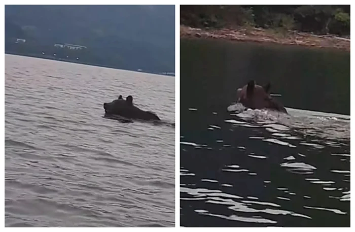 Video----------Urs-filmat-n-timp-ce-se-blcete-n-lacul-de-acumulare-Bicaz-Ce-spun-specialitii-despre-comportament