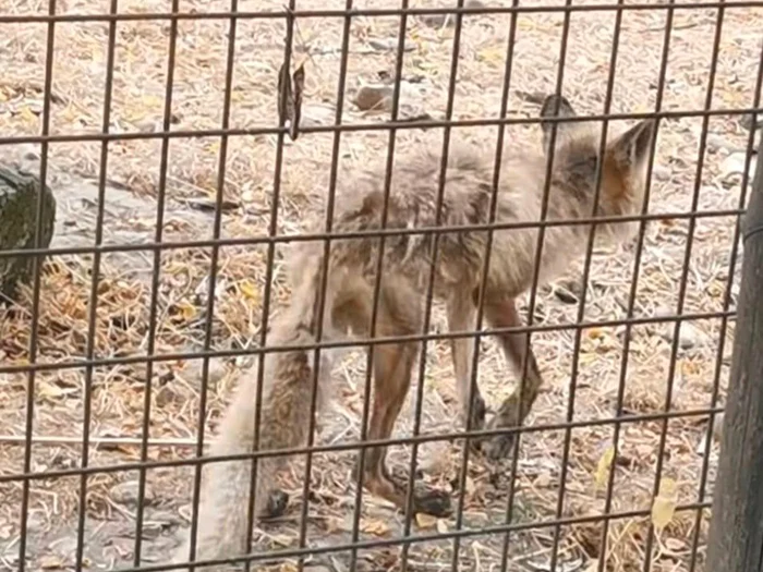 Video----------Vulpe-n-stare-deplorabil-la-Zoo-Vlcea-Un-ONG-cere-nchiderea-grdinii-zoologice-i-transferul-animalelor-ctre-centre-specializate-i-sanctuare