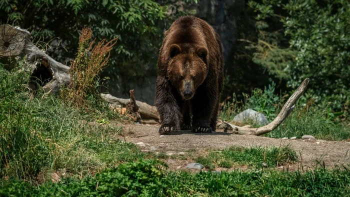 ---------Un-cioban-din-Vlcea-a-fost-atacat-de-urs-n-timp-ce-se-ntorcea-cu-animalele-la-stn-A-fost-internat-n-spital