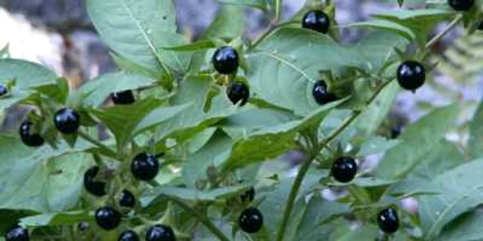 ---------Copii-n-stare-grav-dup-ce-s-au-intoxicat-cu-mtrgun-Planta-poate-provoca-moartea