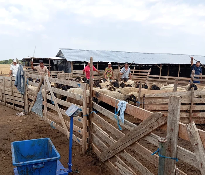 ---------Cum-au-ajuns-s-piard-cresctorii-de-animale-despgubiri-de-sute-de-mii-de-lei-De-ce-s-nu-ne-alegem-medicul-