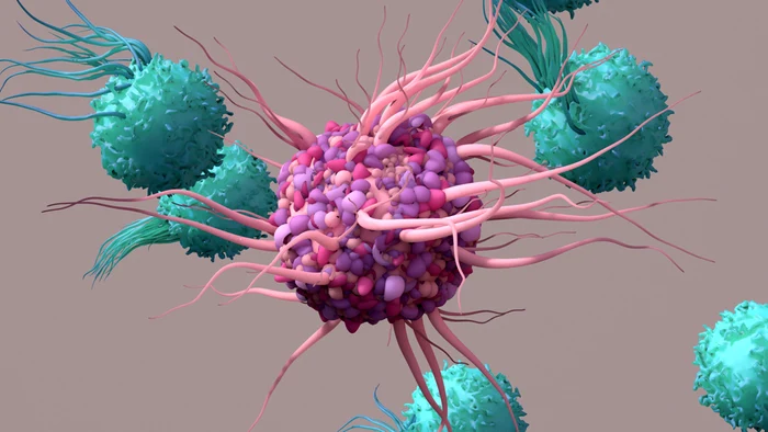 ---------Nobel-2025-Celulele-T-reglatoare-arma-care-nva-corpul-s-nu-se-mai-atace-i-s-se-vindece-singur---de-la-boli-autoimune-la-transplanturi