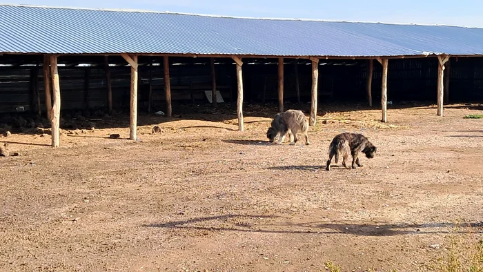 Video----------Cresctorii-lsai-fr-despgubiri-dup-masacrul-oilor-Le-mpucau-parc-erau-pe-front-aveau-drag-s-mpute