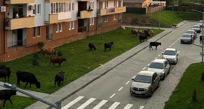 Video----------Invazie-de-vaci-ntr-un-cartier-din-Sibiu-Localnicii-se-plng-c-animalele-pasc-zilnic-printre-blocuri-i-las-mizerie-pe-trotuare