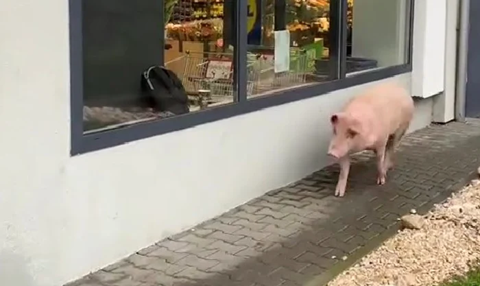 Video----------Moment-hilar-n-faa-unui-supermarket-un-porc-a-vrut-s-intre-n-magazin-Reacia-paznicului-a-devenit-viral