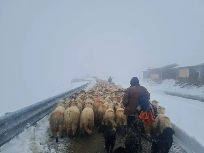 Video----------Turmele-coborte-de-pe-Transalpina-cu-sprijinul-drumarilor-DN-67C-rmne-nchis-iar-vremea-se-nrutete