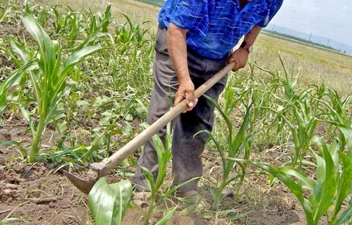 ---------Viitorul-alimentar-i-agricol-al-Europei-n-pericol-UE-cere-statelor-s-investeasc-pn-n-2028-6-din-buget-pentru-tineri-fermieri