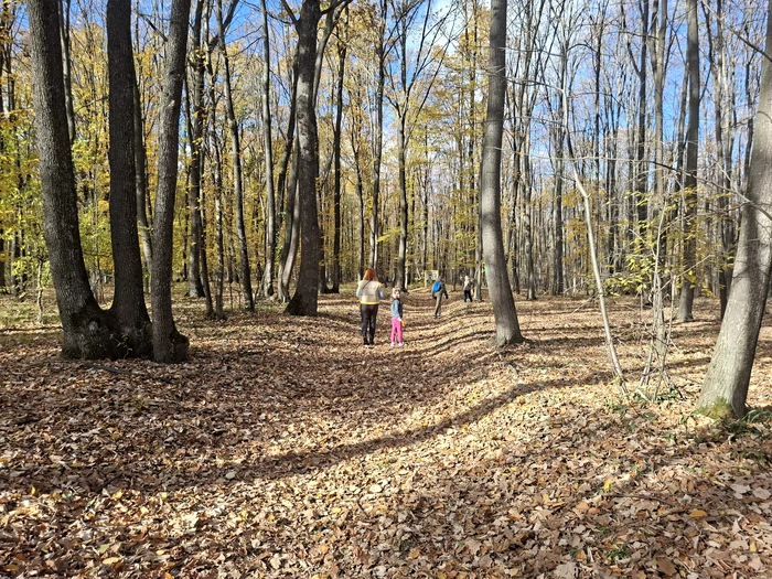 ---------Aromaterapie-natural-n-inima-pdurii-Locul-din-Romnia-unde-natura-devine-lecie-i-leac