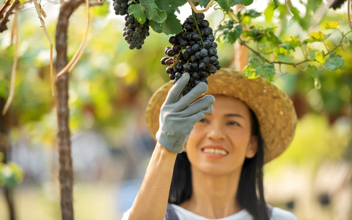 ---------Calitile-ascunse-ale-tescovinei-de-struguri-Soiurile-cele-mai-benefice-pentru-sntate