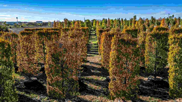 ---------Copacii-care-vor-schimba-faa-Constanei-Pepiniera-IULIUS-prinde-rdcini