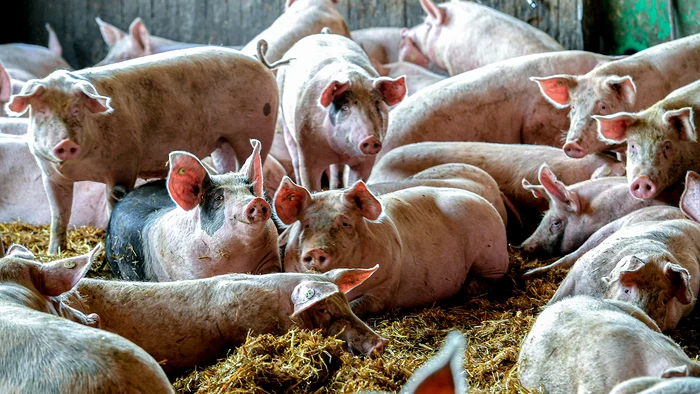 ---------Ct-plteti-pe-porc-i-ct-rmne-dup-tiere-Adevrul-despre-greutatea-n-viu-i-cea-net