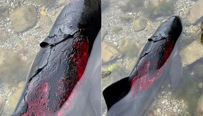 ---------Cum-distruge-rzboiul-lui-Putin-delfinii-din-Marea-Neagr