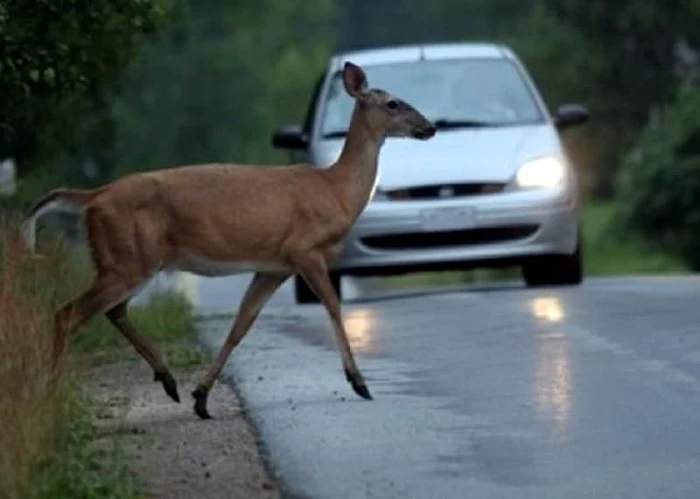 ---------Dei-circula-peste-viteza-legal-a-ctigat-n-instan-Direcia-Drumuri-Iai-obligat-s-plteasc-despgubiri-unei-oferie-care-a-lovit-un-cprior-