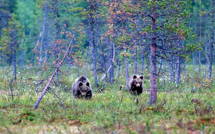 ---------Invazie-de-uri-ntr-un-ora-din-Valea-Jiului-Oamenii-se-nchid-n-case-noaptea-de-team-Au-dat-nas-n-nas-cu-ei