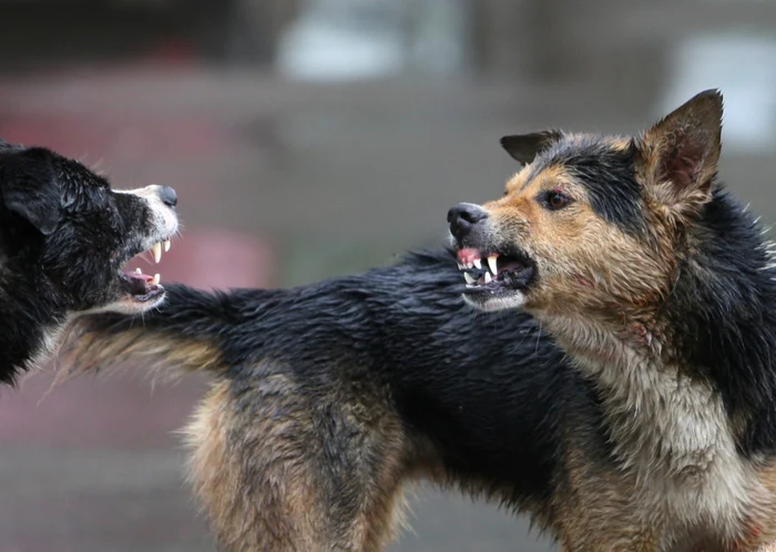 ---------Moarte-cumplit-pentru-o-btrn-de-82-de-ani-sfiat-de-vie-de-cini-ntr-un-sat-din-Vaslui-Mna-dreapt-i-a-fost-mncat-pn-la-os