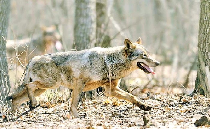 ---------Nou-persoane-majoritatea-copii-au-murit-n-urma-atacurilor-lupilor-Regiunea-va-fi-monitorizat-cu-drone