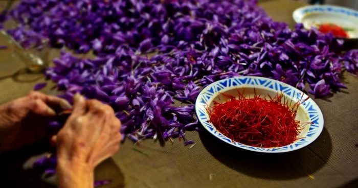 ---------O-familie-din-Vrancea-a-dat-lovitura-cu-planta-care-produce-aurul-rou-Cu-ct-se-vinde-un-kilogram