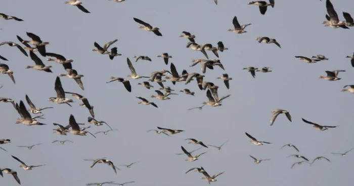 ---------Pericolul-gripei-aviare-se-extinde-14-localiti-din-Olt-sub-supraveghere