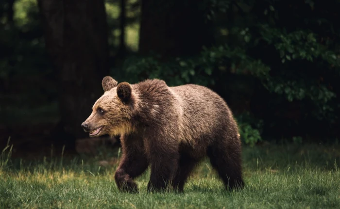 ---------Un-urs-surprins-n-curtea-unei-coli-din-judeul-Alba-Autoritile-au-emis-mesaj-RO-Alert
