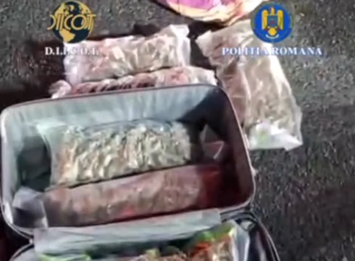 Video----------Doi-spanioli-arestai-preventiv-n-Romnia-dup-ce-au-fost-prini-cu-7-kilograme-de-canabis-pe-care-voiau-s-le-vnd