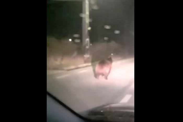 Video----------Mesaje-RO-alert-primite-de-localnicii-unei-comune-din-Bistria-Nsud-dup-ce-un-urs-a-fost-vzut-alergnd-pe-oseaua-principal