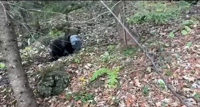 Video----------Pui-de-urs-salvat-n-Poiana-Braov-dup-ce-a-rmas-blocat-cu-capul-ntr-un-rezervor-metalic