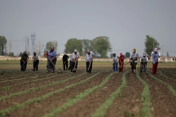 ---------Agricultorii-care-au-cotizat-nainte-de-1990-ar-putea-primi-pensie-potrivit-unui-nou-proiect-de-lege-Documentele-de-care-au-nevoie