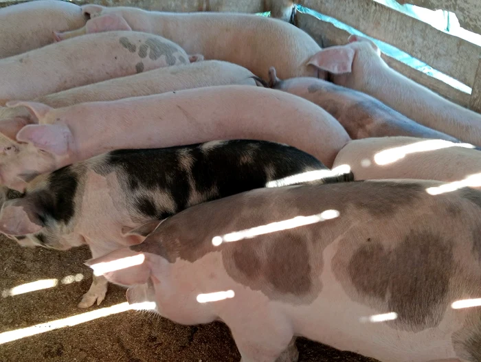 ---------Boala-de-sezon-cu-risc-semnificativ-de-deces-sau-complicaii-grave-Numrul-de-mbolnviri-s-a-dublat-de-la-un-an-la-altul