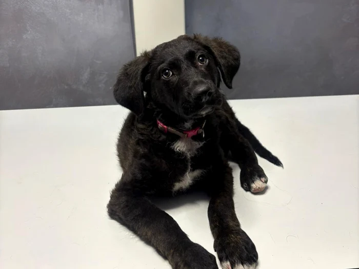 ---------Brbat-condamnat-la-nchisoare-cu-executare-dup-ce-a-maltratat-un-celu-n-Sectorul-5-al-Capitalei