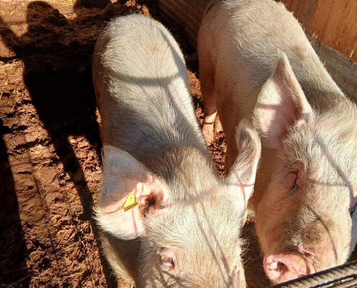 ---------Cum-s-a-tranat-competiia-ntre-porcul-de-curte-i-carnea-din-magazin-O-ferm-n-regim-semi-deschis-n-risc-de-faliment